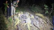 INVESTIGAN PRESUNTO BIOCIDIO TRAS EL HALLAZGO DE 41 CAIMANES DESOLLADOS EN UNA LAGUNA DE CASARABE, BENI