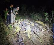 Hallan 41 caimanes desollados en Casarabe; investigan posible biocidio