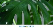 El truco infalible para que tus plantas tenga hojas grandes y verdes