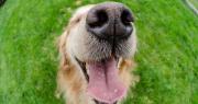 Equinococosis quística o hidatidosis: la enfermedad silenciosa que se transmite desde los perros