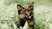 La ciencia revela por qué los gatos se comen plantas de la casa