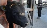 Bahía Blanca inaugura Bordeu 2025 con la llegada del primer toro desde Cañuelas