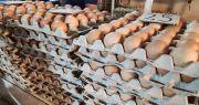 Pese a leve descenso, precio del queso y el huevo sigue alto en comparación con el año pasado