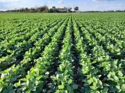 La Eeaoc alerta sobre un fuerte aumento del monocultivo de soja