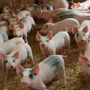 Sector porcino: el BICE ya dio $ 6.000 millones en créditos