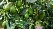 Las perspectivas de la palta en Tucumán y una oportunidad para reorganizar el sector