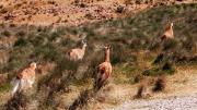 Un cazador murió al dispararse su propia arma