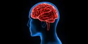 El mapa que el cerebro tiene de nuestro cuerpo no cambia tras una amputación