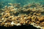¿Puede un arrecife sobrevivir al calor extremo? La increíble resistencia del “Cocalito” hondureño