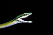 Serpientes loro, dragones acuáticos y murciélagos: descubrimientos que asombran a la ciencia