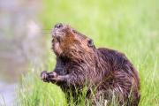 Castores invasores en Tierra del Fuego: la especie que está arrasando el paisaje natural entre Chile y Argentina