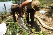 El paiche invasor: un pez gigante que amenaza los ríos y la biodiversidad de la Amazonía de Bolivia