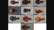 Describen 22 nuevas especies de escarabajo vagabundo en páramos y bosques de Ecuador