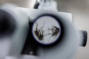 Abre en Brasil la mayor fábrica del mundo de mosquitos para combatir el dengue