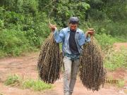 Hay que volver a comenzar: almendra chiquitana, piña guaraya y asaí de Bajo Paraguá, las otras víctimas del fuego arrasa-mundo