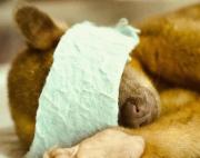 La huella del fuego se ensañó con la fauna: murieron quemados y otros lo hicieron por falta de agua, refugio y alimento