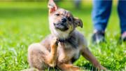 La enfermedad que transmiten los perros y que está provocando pánico en Argentina