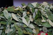 Incrementa la venta de hoja de coca de los Yungas en Tarija por su uso medicinal