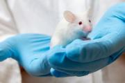 ¿Por qué los ratones son los animales predilectos para hacer experimentos?