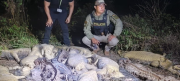 Biocidio: Al menos 40 lagartos descuartizados en una laguna en el Beni
