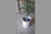 Allanamiento en Villa Raquel: secuestran plantines de marihuana y un arma casera