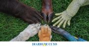 Por qué se celebra cada 4 de octubre el Día Mundial de los Animales
