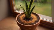 Por qué recomiendan mezclar café y canela en el sustrato de la sansevieria o lengua de suegra
