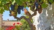 Evitá que los pájaros se coman las uvas de tu parra en verano usando tiras de papel aluminio