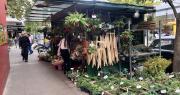 Reconvertirán los puestos de flores en el centro de La Plata e imponen nuevos requisitos