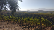 El mundo del vino está en peligro