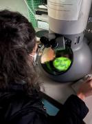 Qué es la vaterita, el mineral que podría cambiar la administración de medicamentos