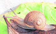 El simpático caracol que no puede hallar a su “media naranja”