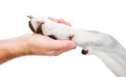 Los humanos influyeron en el tamaño de animales domésticos y salvajes