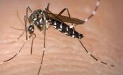 Alerta médico para prevenir y controlar al dengue en el país