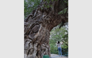 Con más de 200 años, el árbol de motoyoé sigue en pie y conserva su esplendor en el zoo