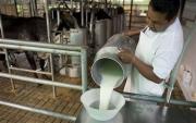 En Bolivia más de 77.000 unidades productivas están dedicadas a la producción de leche