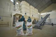 Emapa trabaja con 36.177 productores y logra incrementar en 30% rendimiento de cultivos de arroz, maíz y trigo
