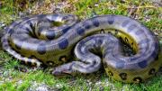 La serpiente más grande del planeta Tierra vive en América del Sur y puede pesar más de 250 kilogramos