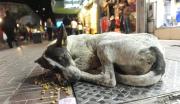 Qué hizo Países Bajos para terminar con la superpoblación de perros callejeros