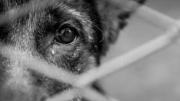Rescatan a cachorro que iba a ser ofrendado a la Pachamama