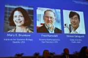 Nobel Medicina 2025 a Brunkow, Ramsdell y Sakaguchi por la tolerancia inmunológica periférica