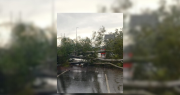La fuerte tormenta derribó dos árboles en Camino Centenario y obligó a cortar el tránsito