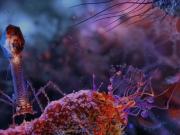 Por primera vez logran imágenes de un antibiótico aniquilando bacterias en tiempo real