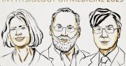 Nobel Medicina para Brunkow, Ramsdell y Sakaguchi por tolerancia inmunológica periférica