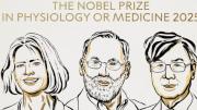 Brankov, Ramstell y Sakaguchi, Nobel de Medicina por sus descubrimientos en la tolerancia inmune periférica