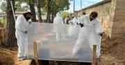 Cerdos e insectos están ubicando desaparecidos