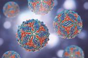 Alerta sanitaria en Extremadura: ya son cuatro los fallecidos por fiebre del Nilo Occidental