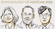 El Nobel de Medicina 2025 fue otorgado a dos médicos estadounidenses y un japonés: qué descubrieron