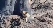 El emocionante rescate de un zorro tras uno de los incendios que afectó a Pocito