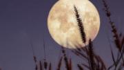 Luna llena del Cazador: a qué hora se podrá ver hoy y cómo aprovechar la superluna de octubre